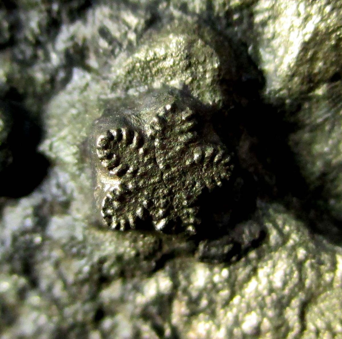 Pyrite Psm Fossil Crinoid & Ammonite