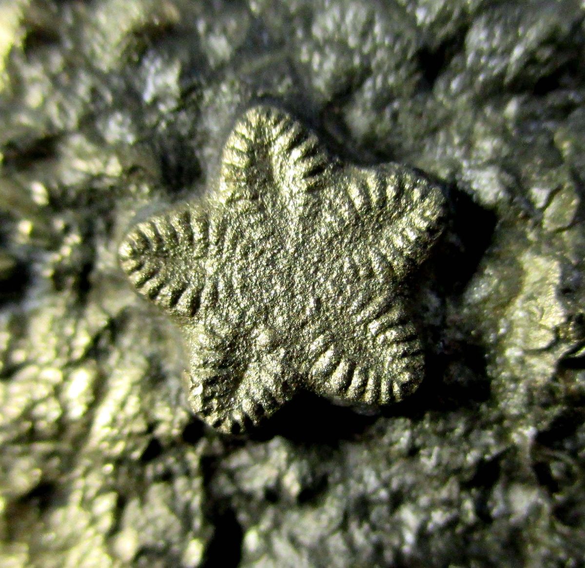 Pyrite Psm Fossil Crinoid & Ammonite