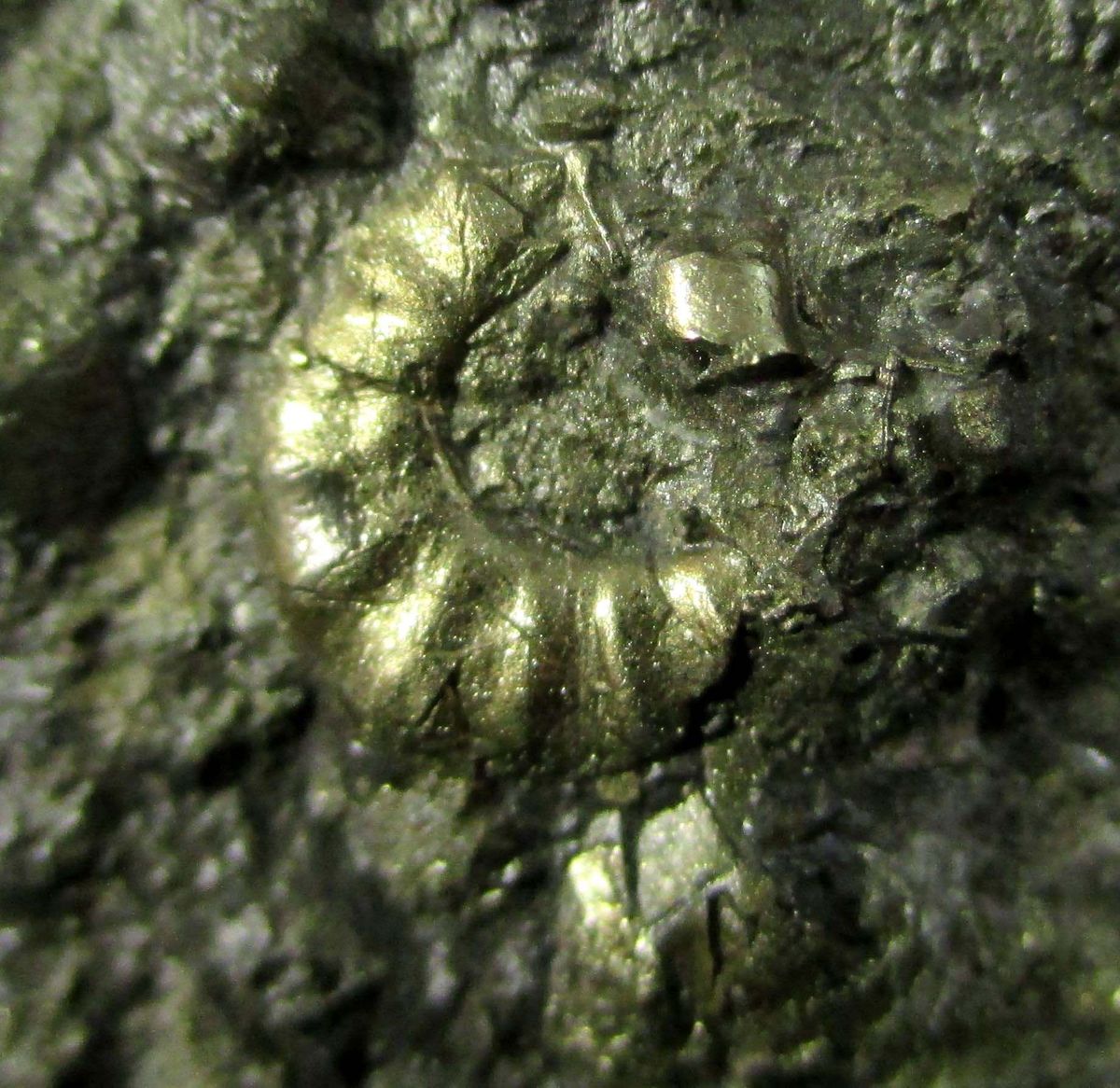 Pyrite Psm Fossil Crinoid & Ammonite