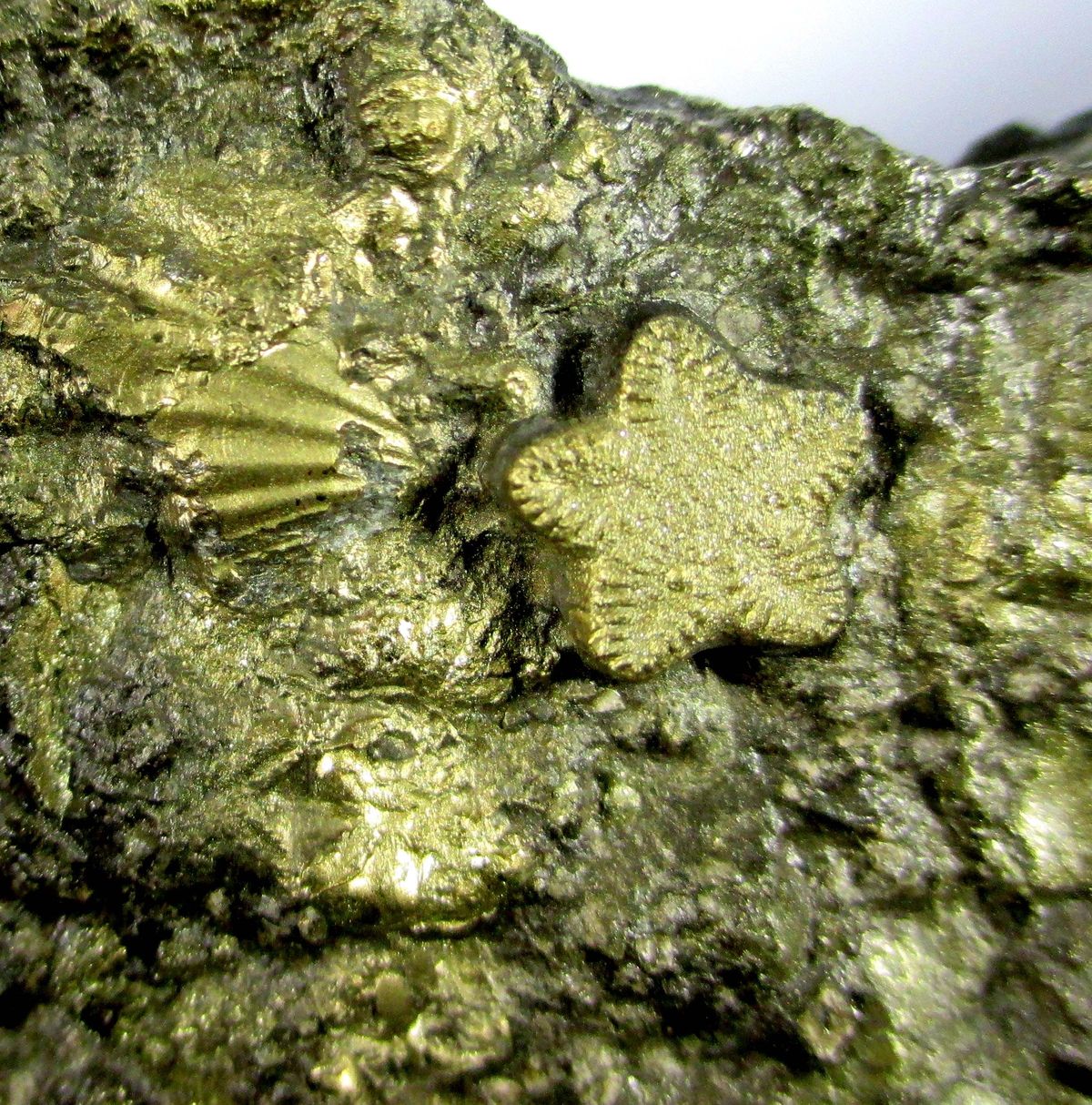 Pyrite Psm Fossil Crinoid & Ammonite