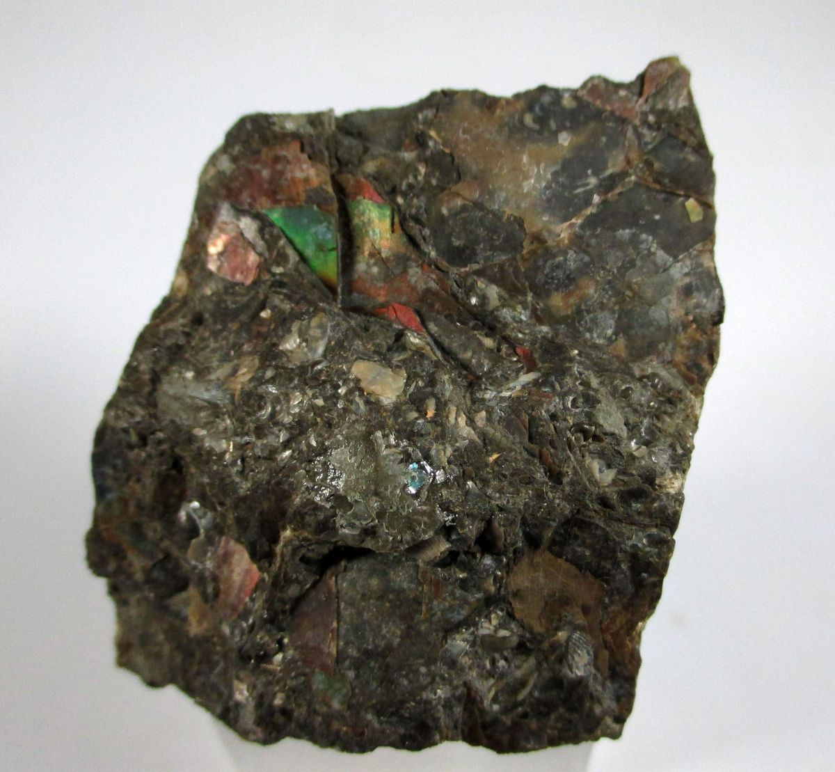 Ammolite