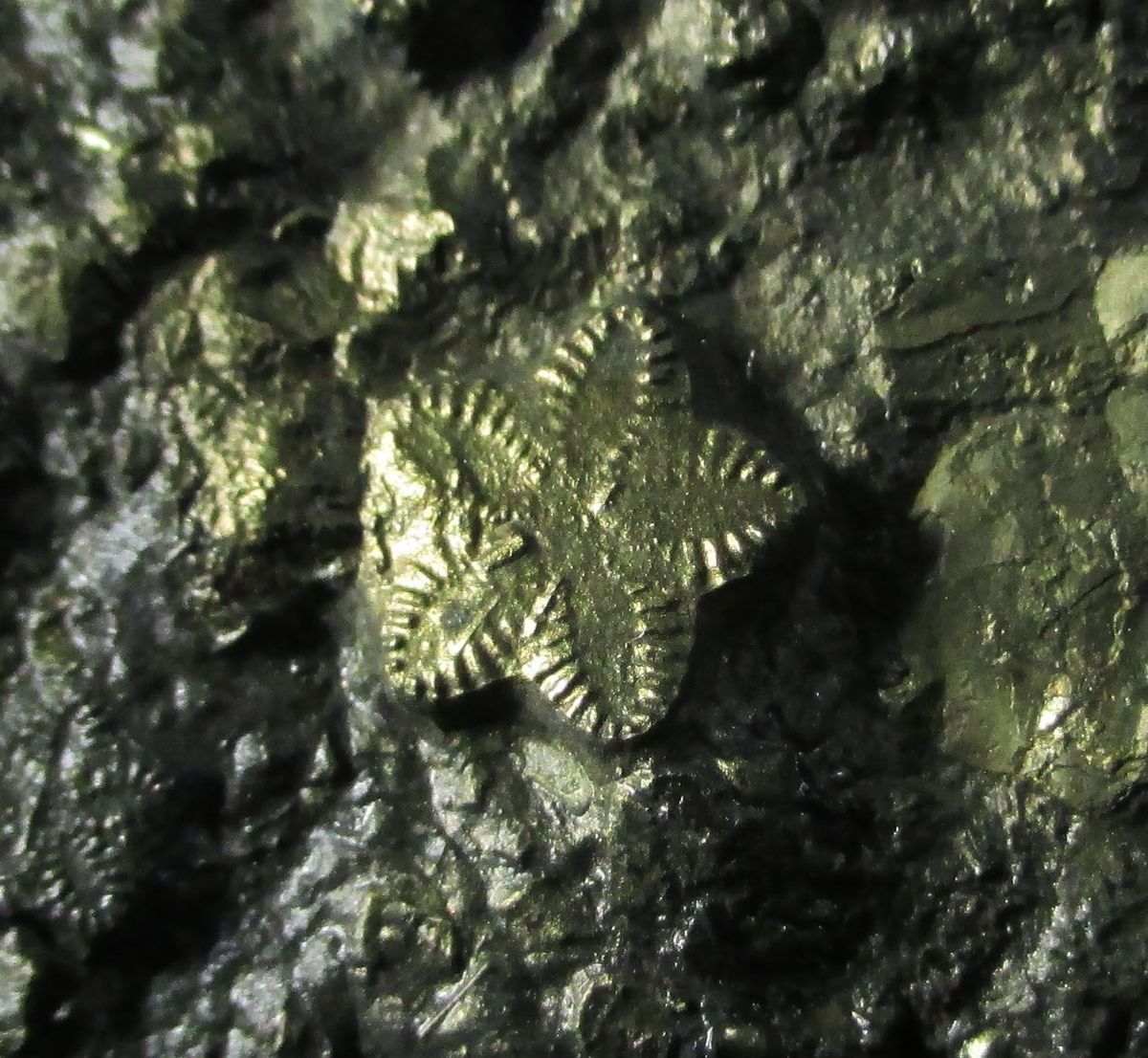 Pyrite Psm Fossil Crinoid & Shell