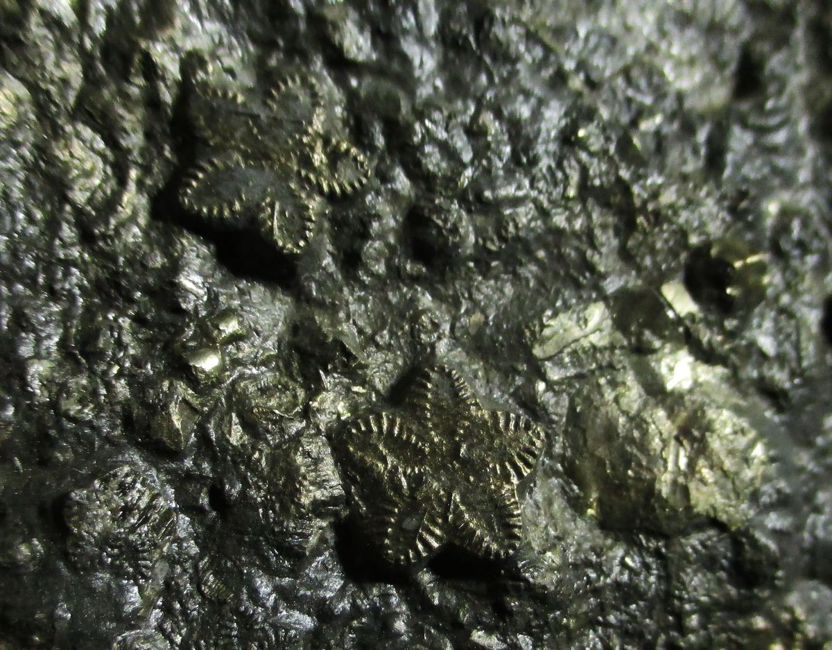 Pyrite Psm Fossil Crinoid & Shell