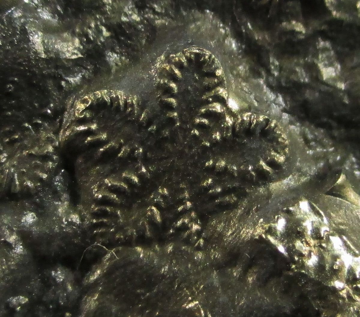 Pyrite Psm Fossil Crinoid & Shell