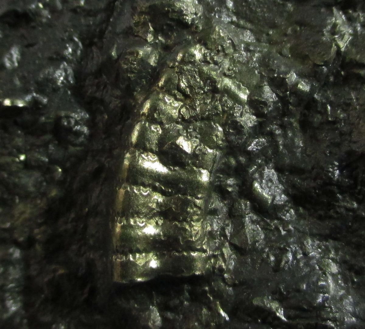 Pyrite Psm Fossil Crinoid & Shell