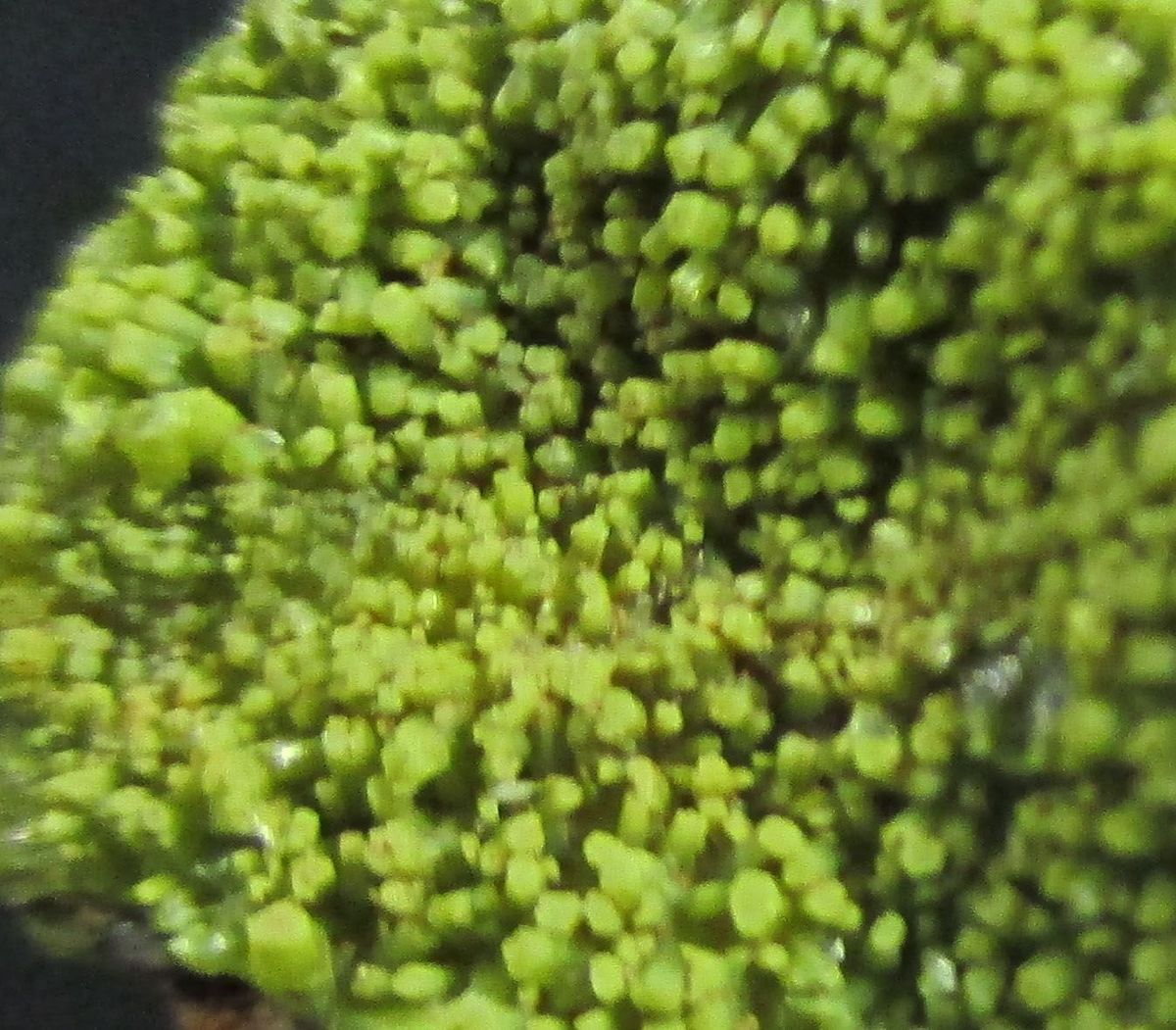 Pyromorphite