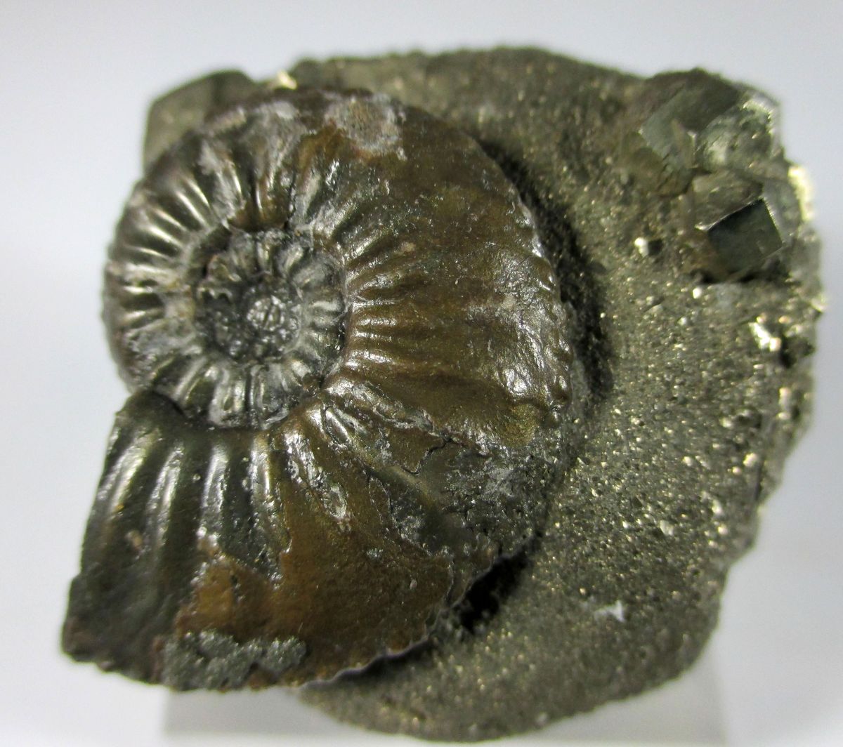 Pyrite & Pyrite Psm Fossil Ammonite