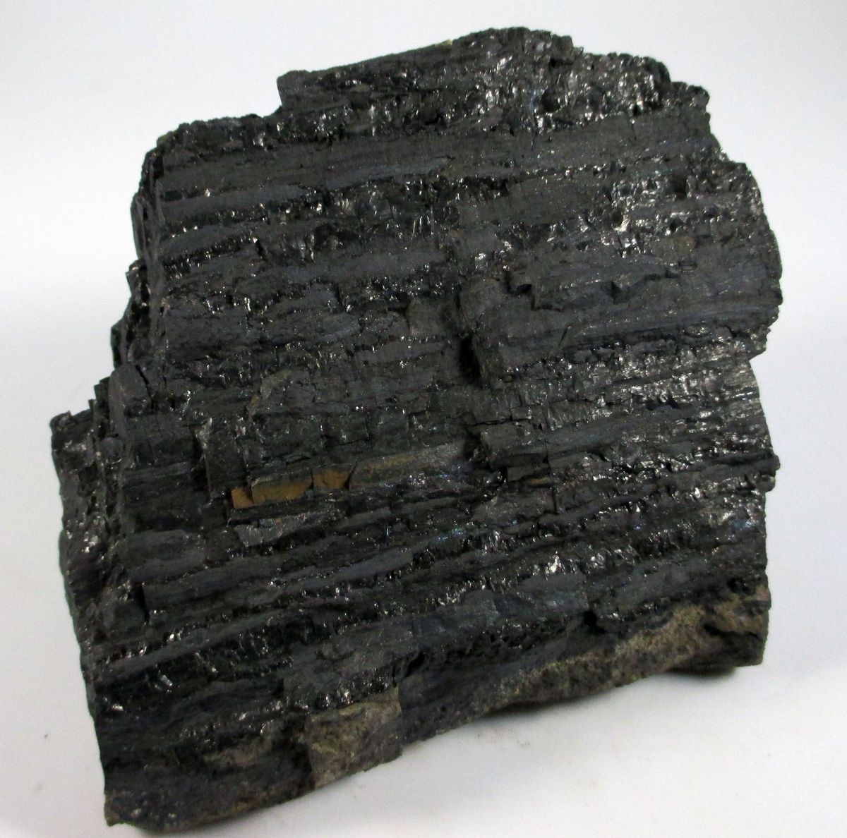 Uraninite Psm Fossil Wood