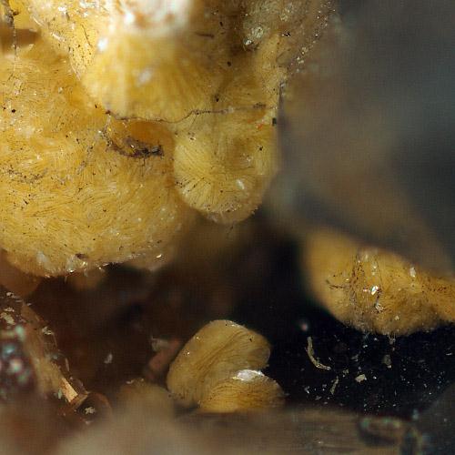 Beyerite