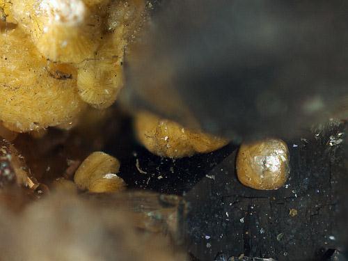 Beyerite