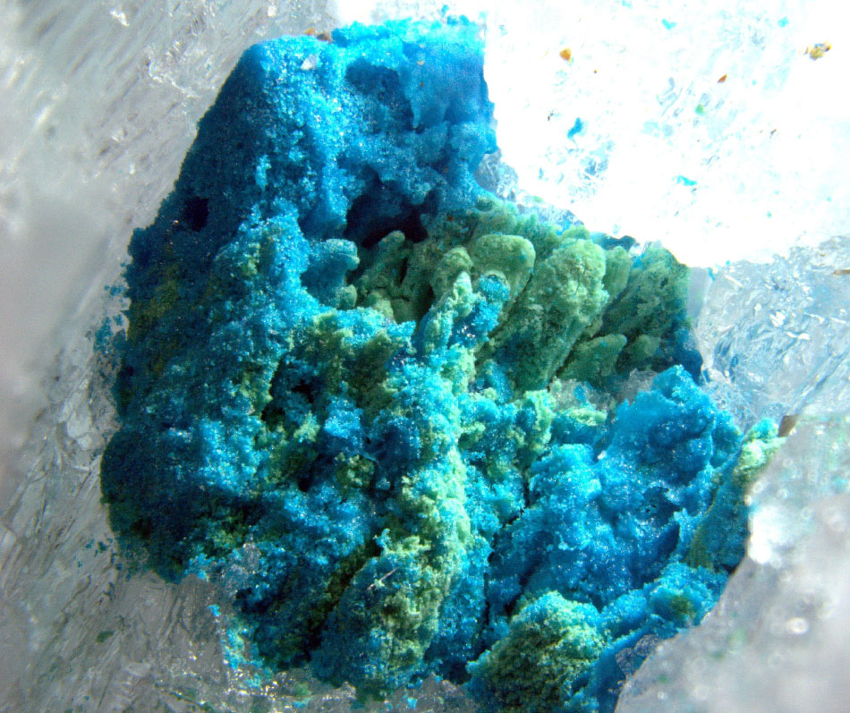 Ammineite