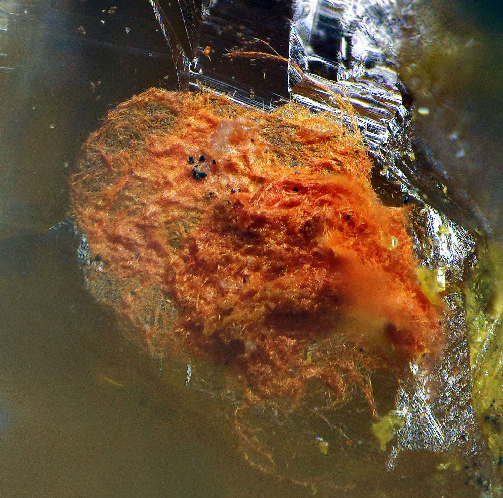 Daliranite