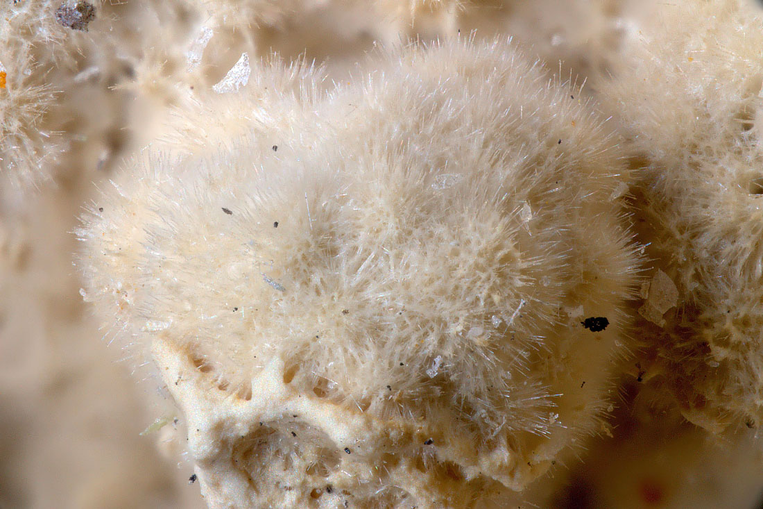 Rhabdophane-(La)