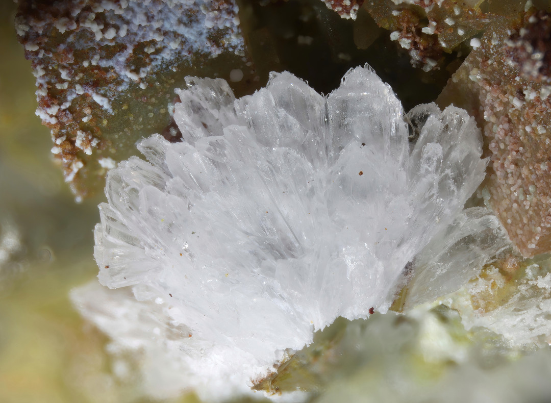 Creedite