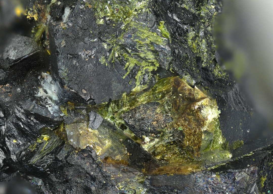 Umohoite