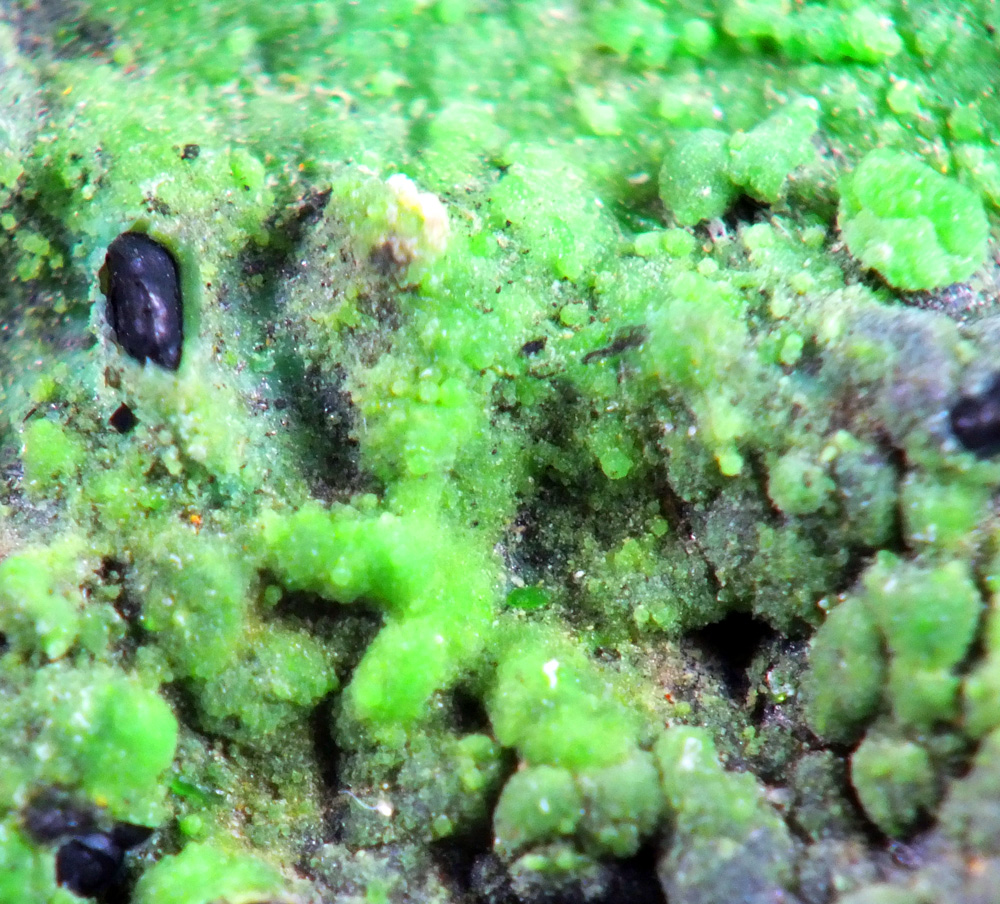 Conichalcite & Calcite On Chrysocolla