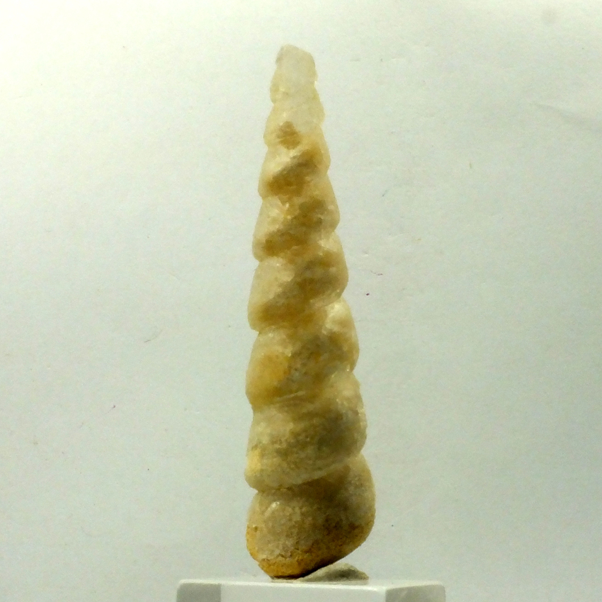 Gypsum Psm Turitella