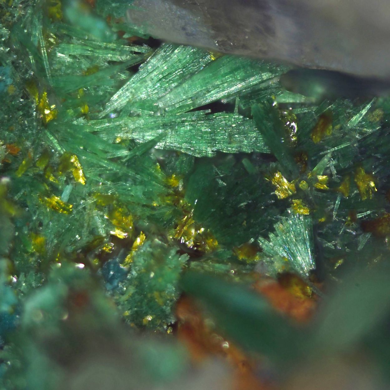 Molybdofornacite