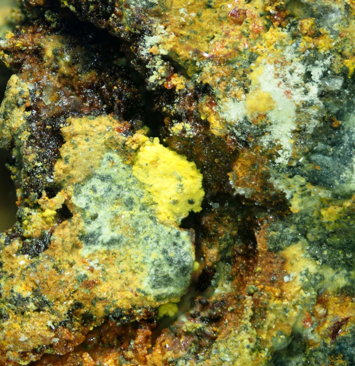 Dorallcharite