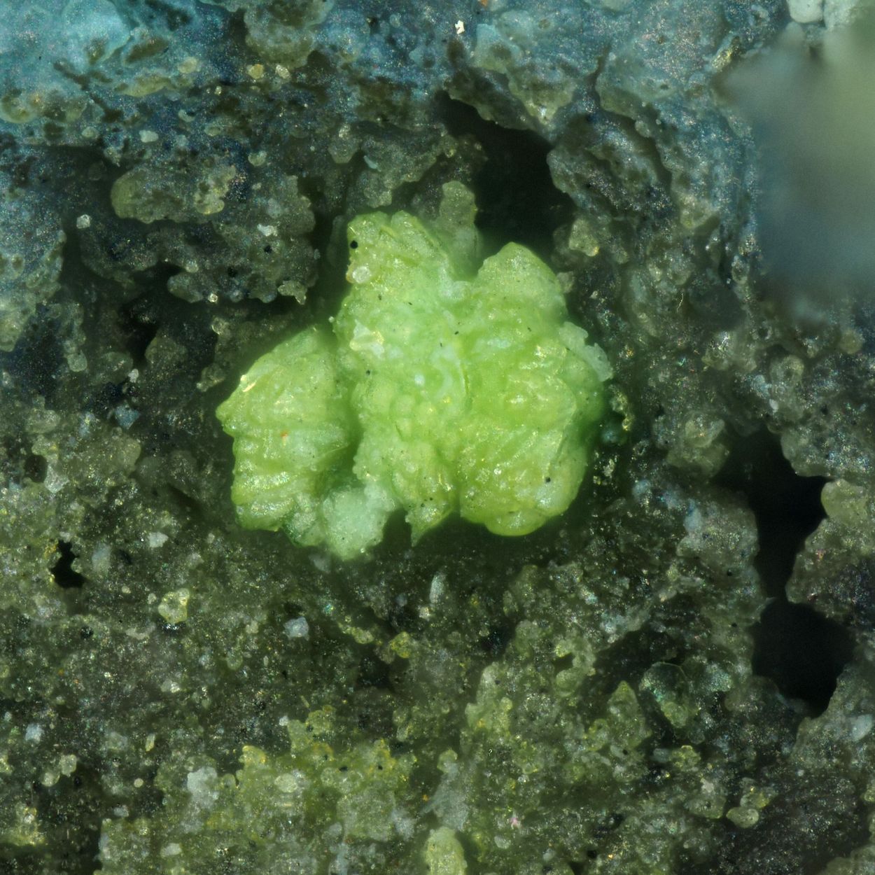 Diaoyudaoite