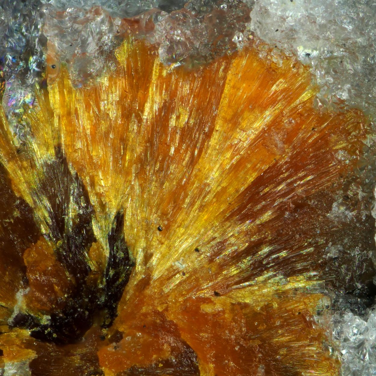 Scheuchzerite