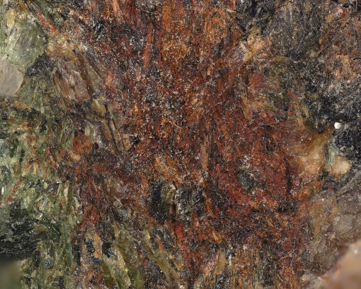 Rasvumite