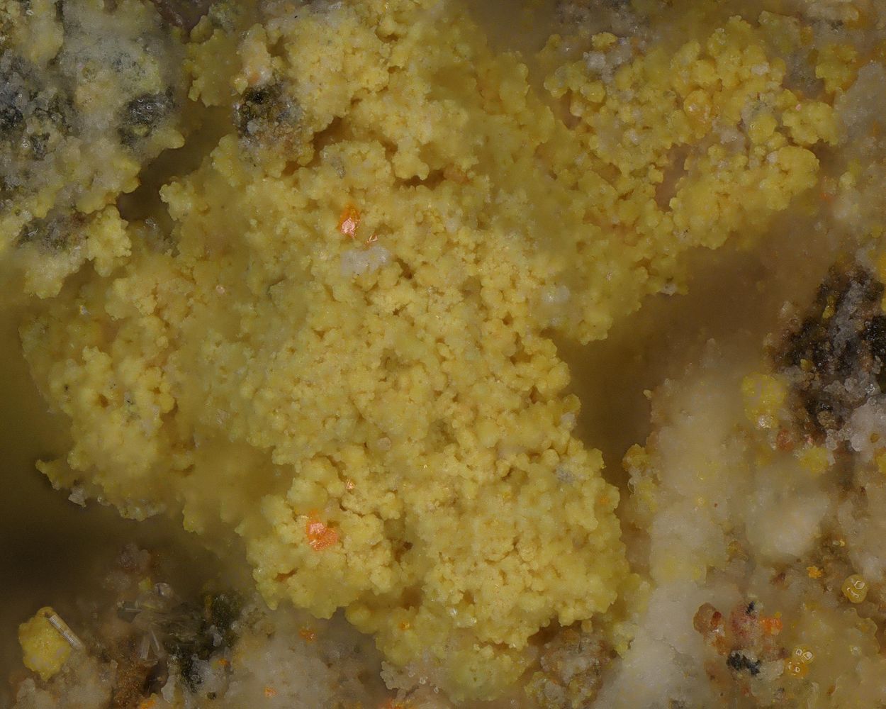 Dorallcharite