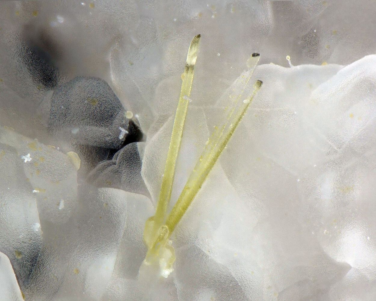 Baddeleyite