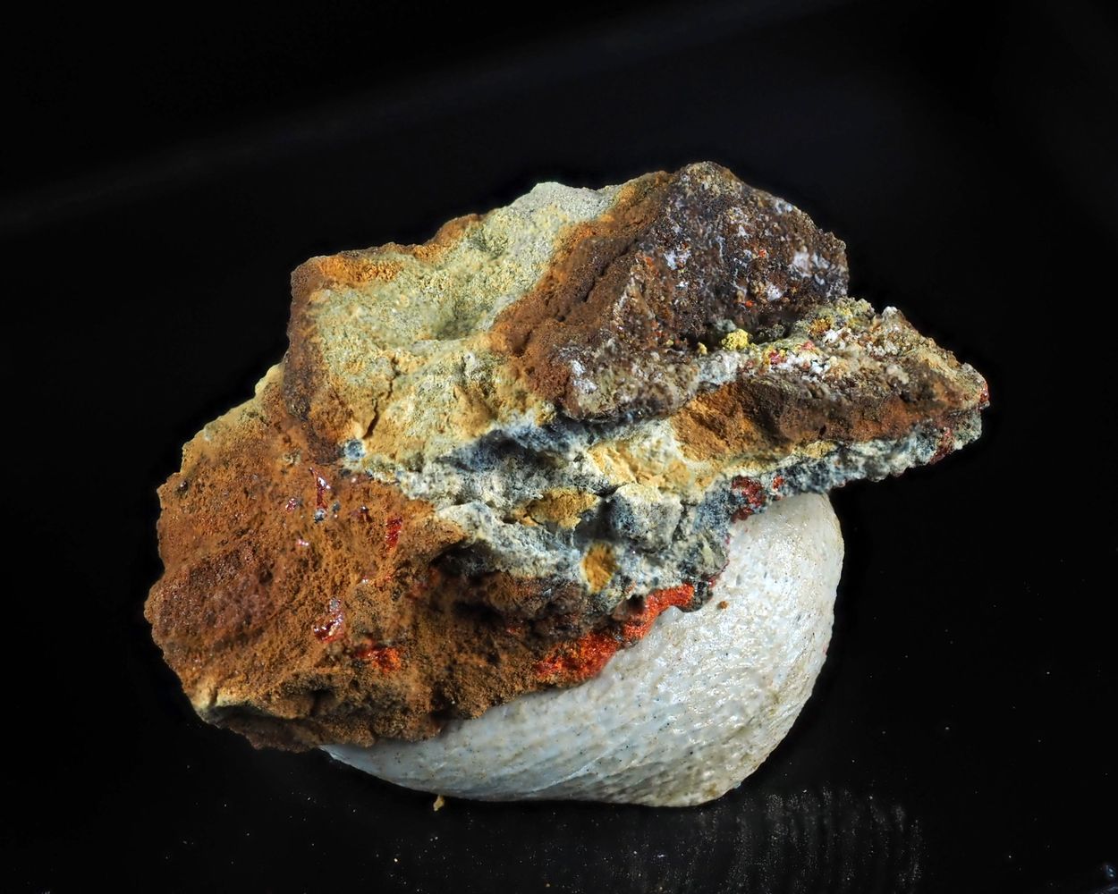 Dorallcharite