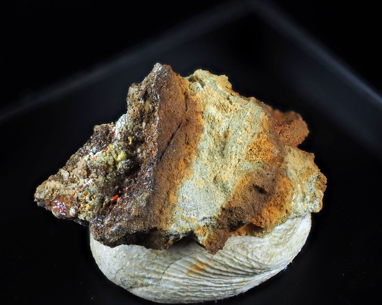 Dorallcharite