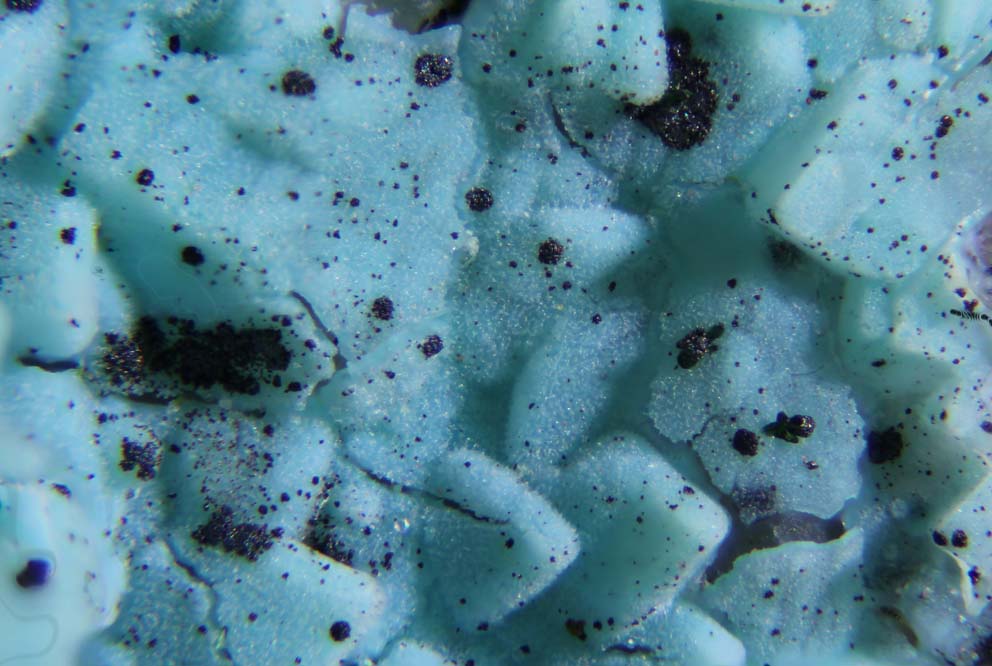 Namibite & Chrysocolla