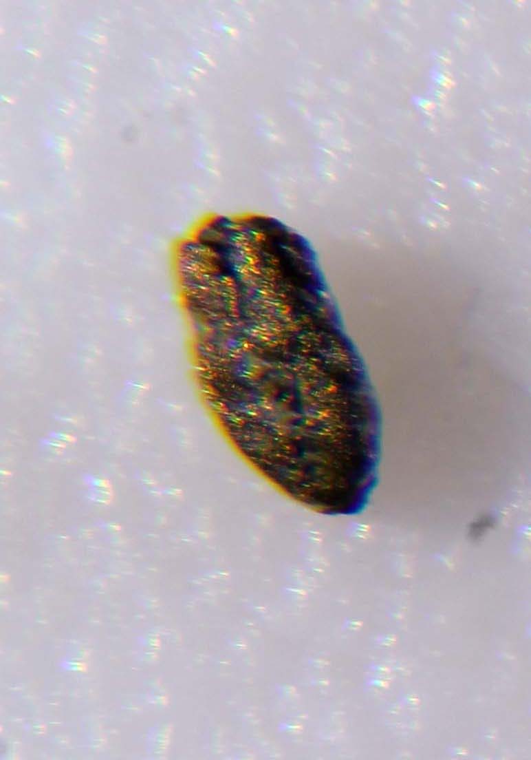 Stibiopalladinite