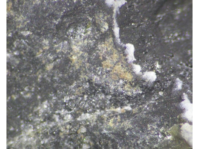 Cortesognoite