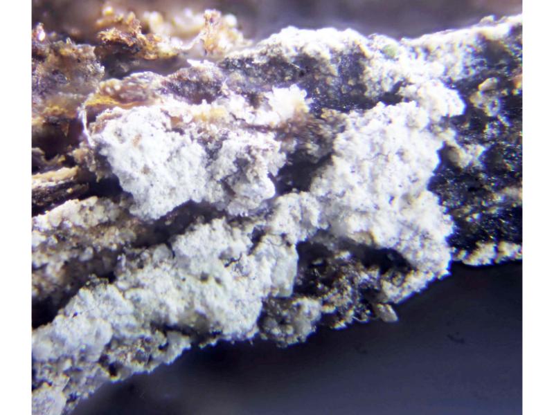Hexahydrite & Halite