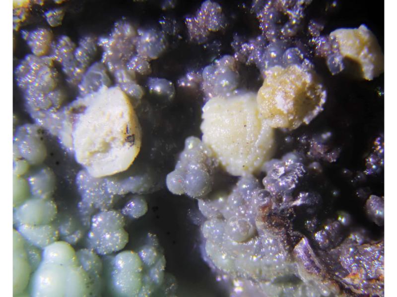 Kolovratite