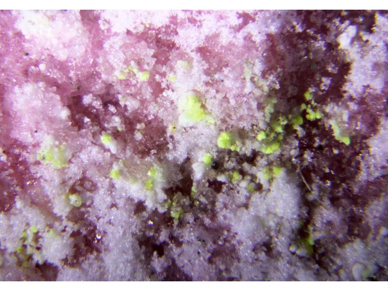 Ottohahnite & Manganoblödite & Cobaltoblödite & Bluelizardite