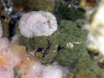 Strengite & Mitridatite