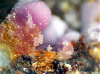 Strengite & Mitridatite