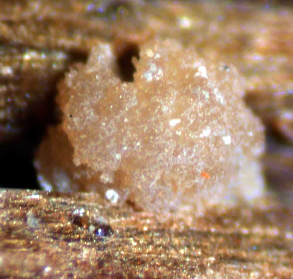 Eosphorite