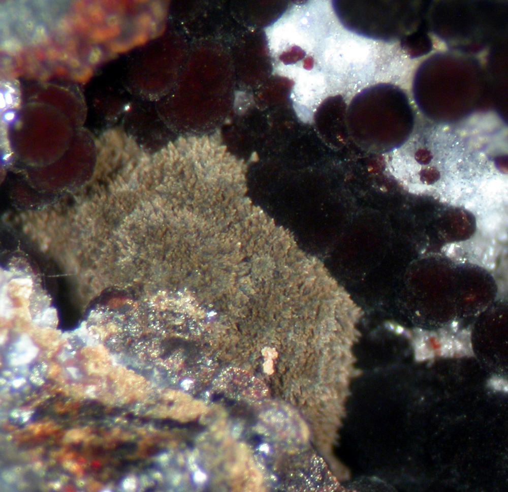 Serrabrancaite Phosphosiderite & Frondelite