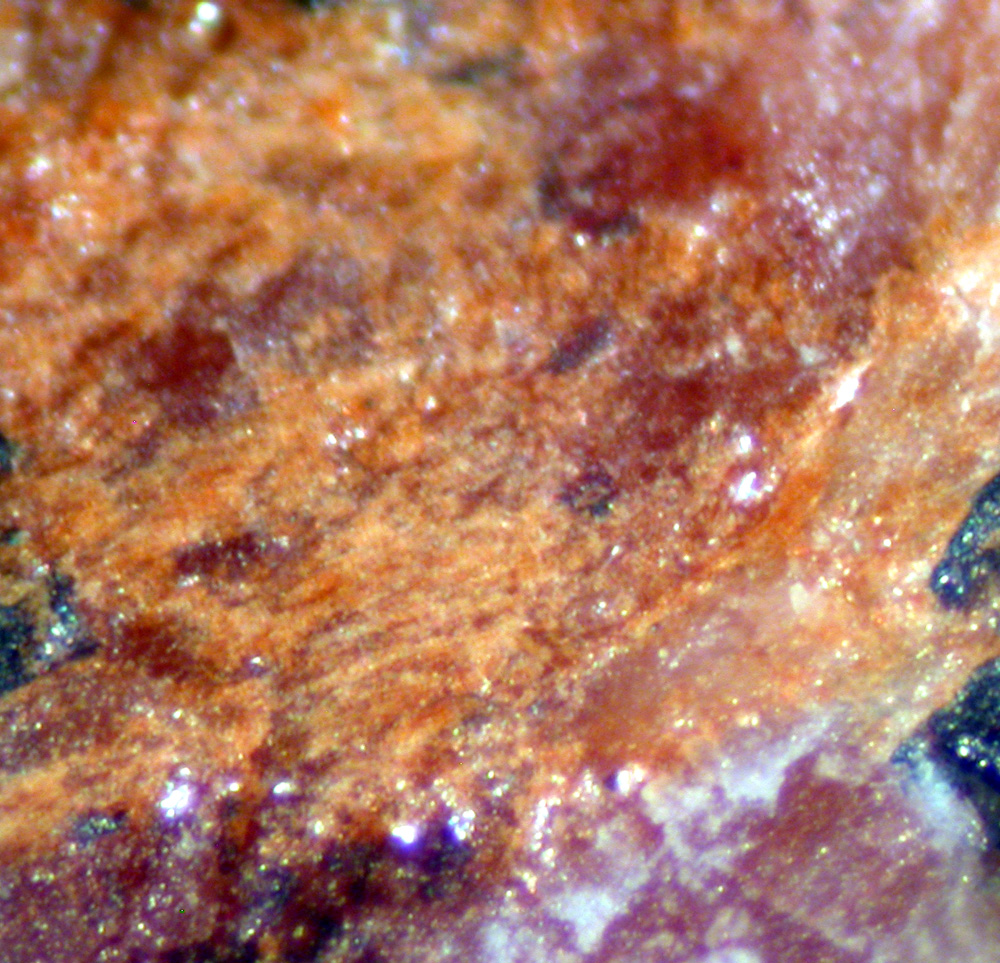 Kolicite