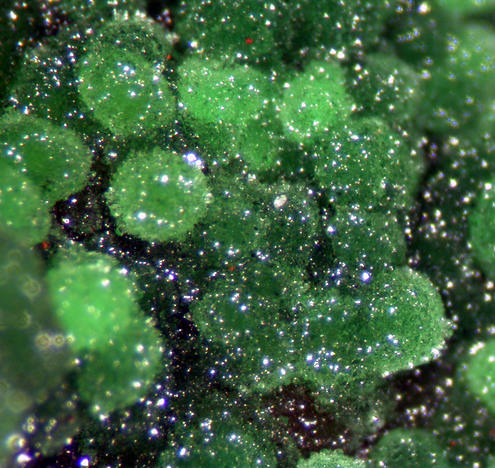 Conichalcite & Adamite