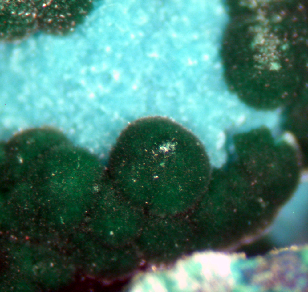 Gilmarite & Conichalcite