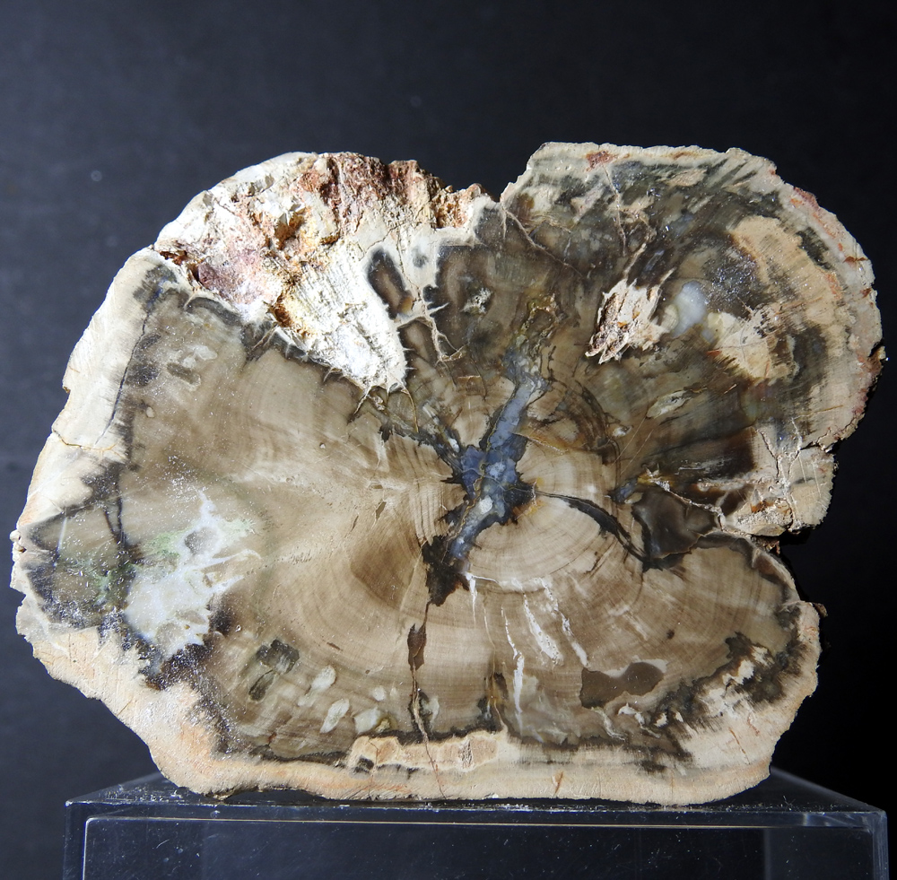 Petrified Wood