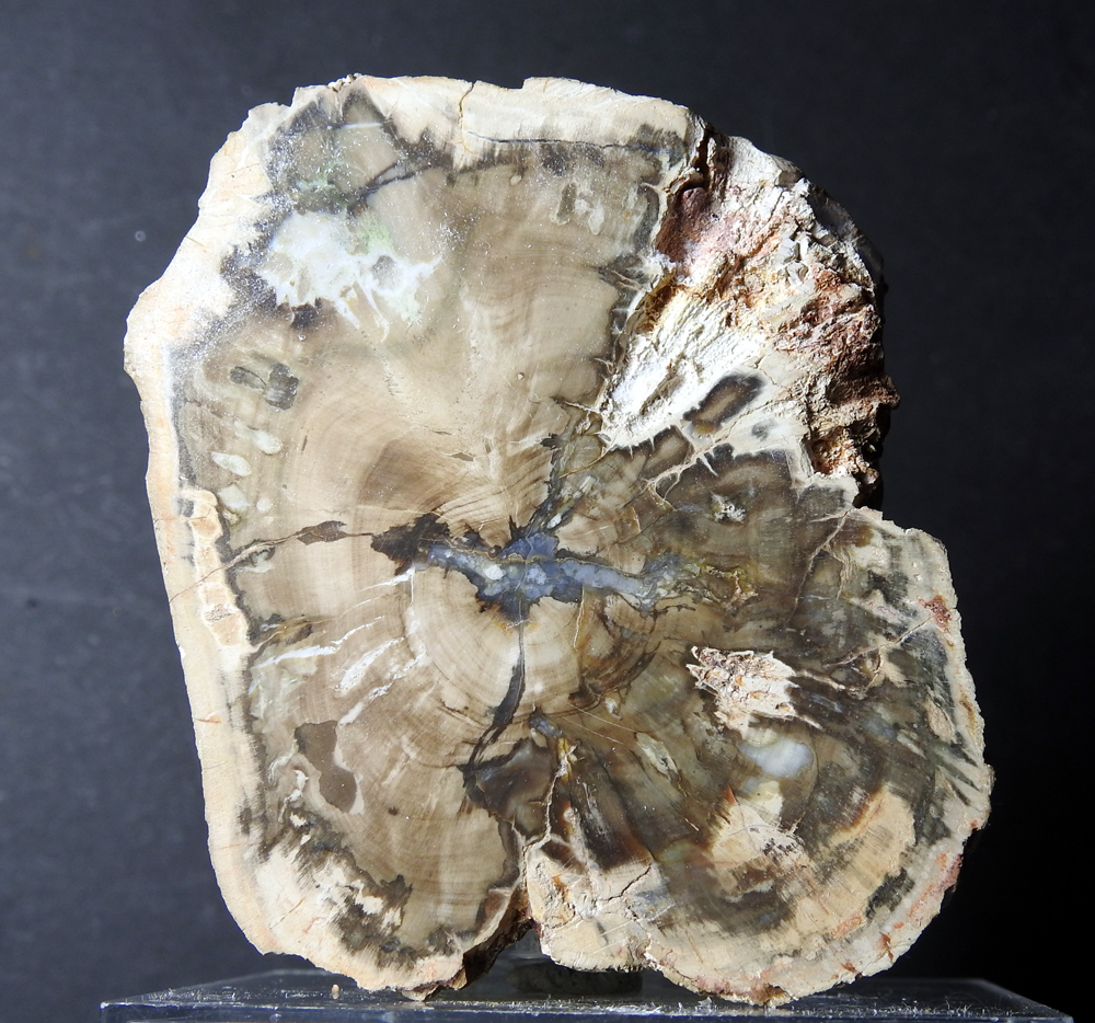 Petrified Wood