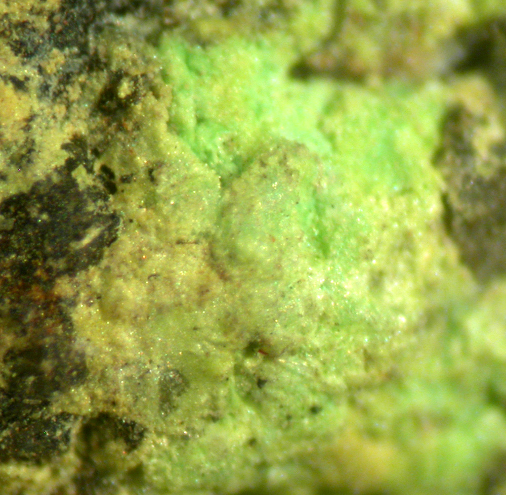 Sengierite Carnotite Tyuyamunite & Autunite