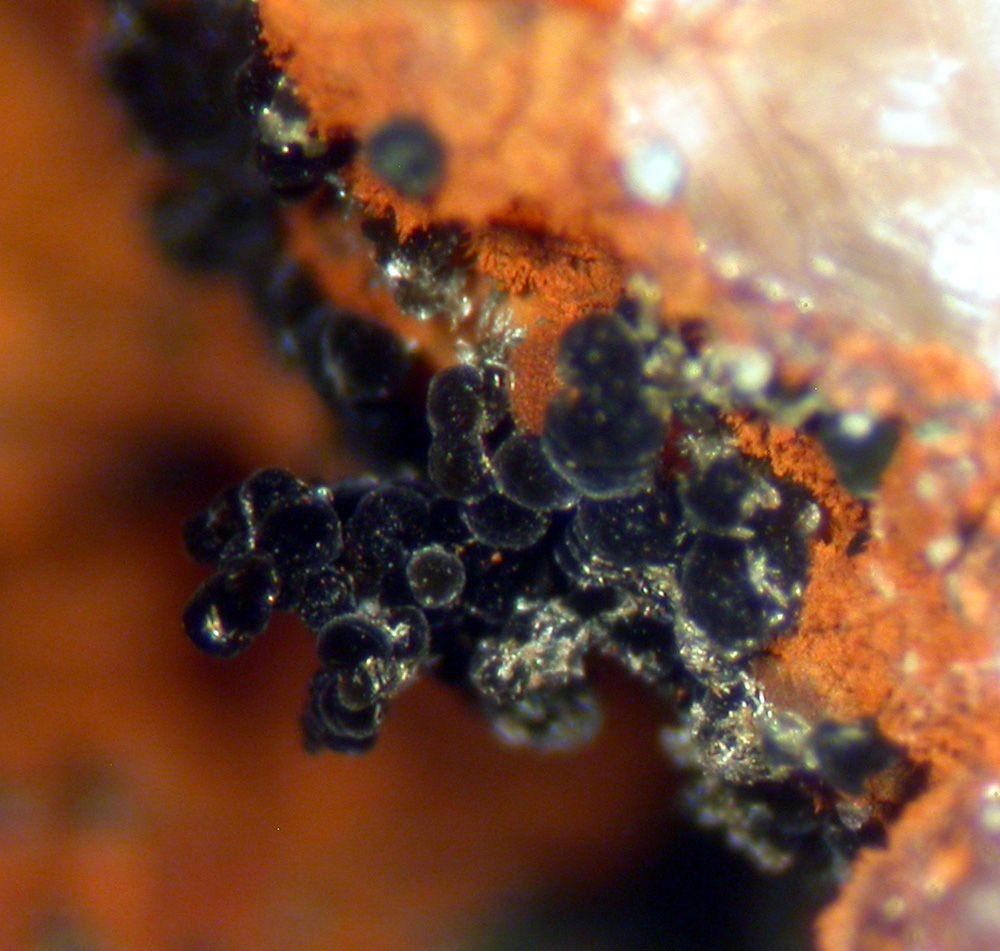 Frondelite & Leucophosphite