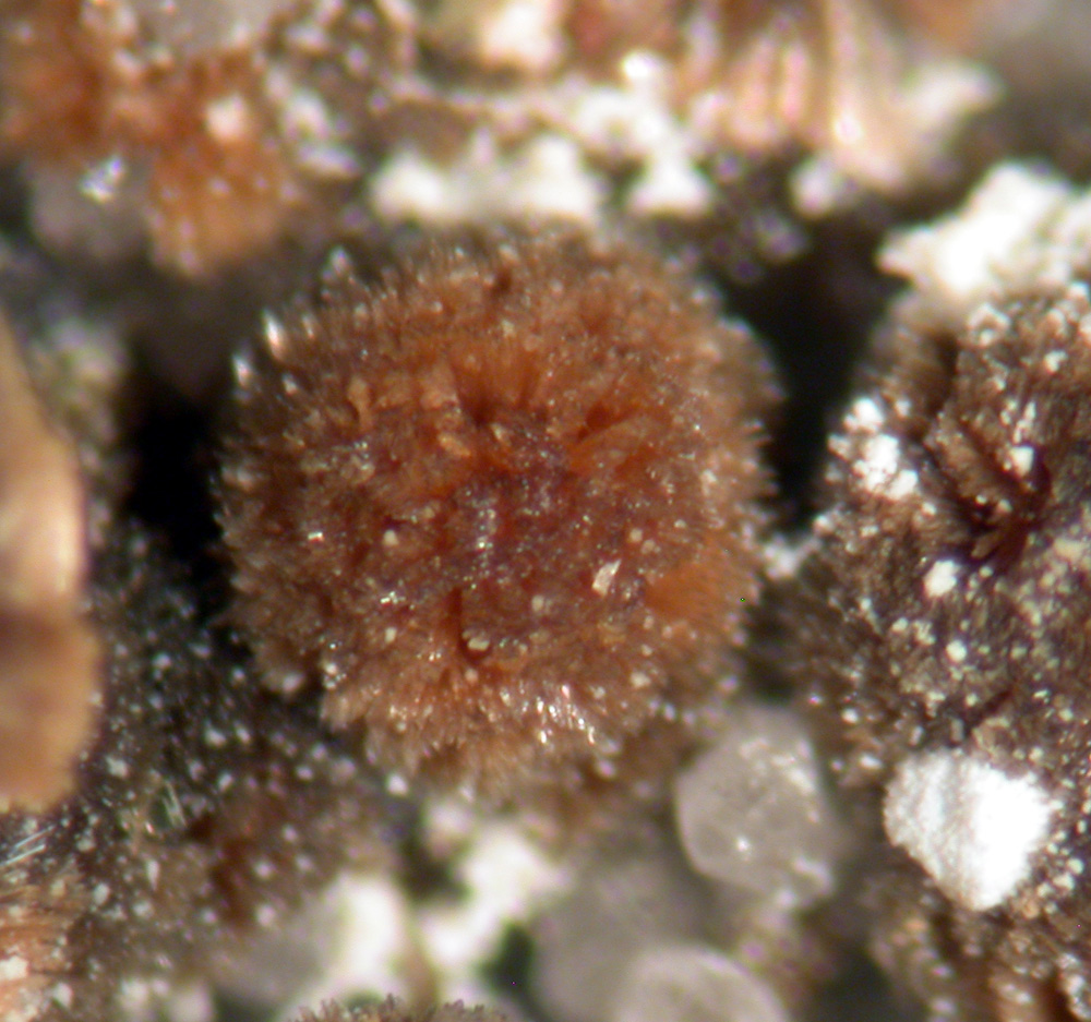 Roscherite Fluor-elbaite & Autunite