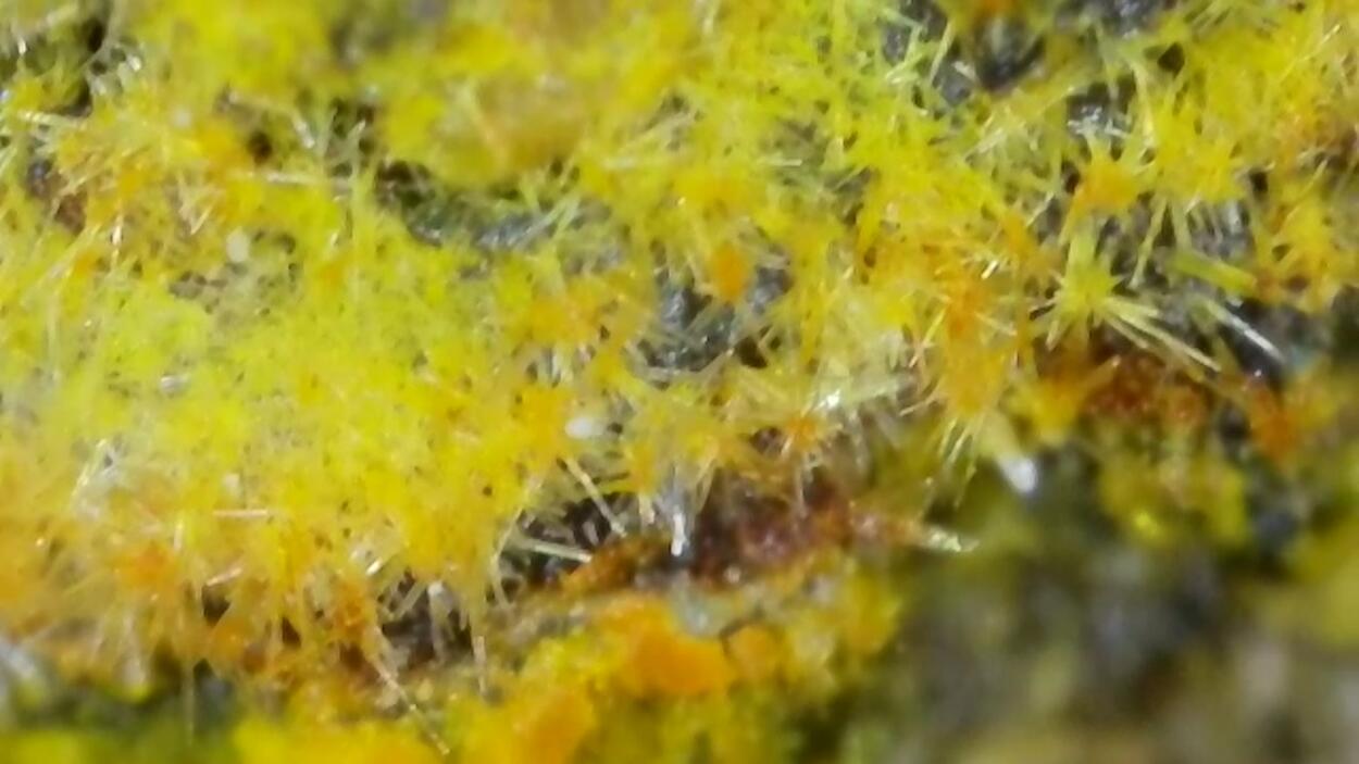 Uranophane With Uranopilite & Carnotite