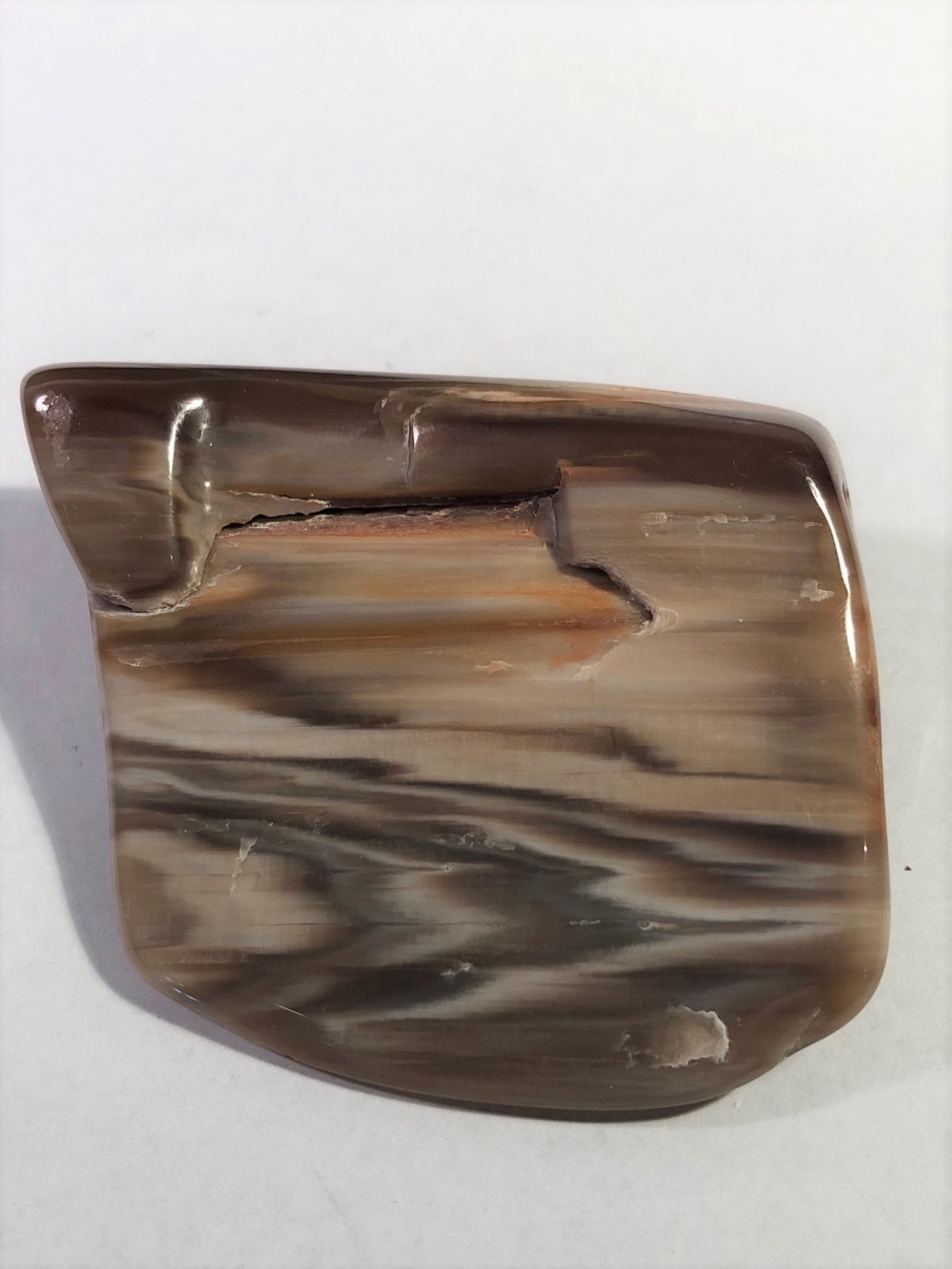 Petrified Wood